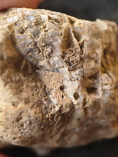 SRL190 Favosites with Attached Base