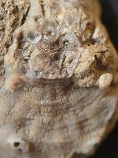 SRL190 Favosites with Attached Base