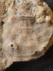 SRL190 Favosites with Attached Base