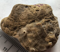 SRL190 Favosites with Attached Base