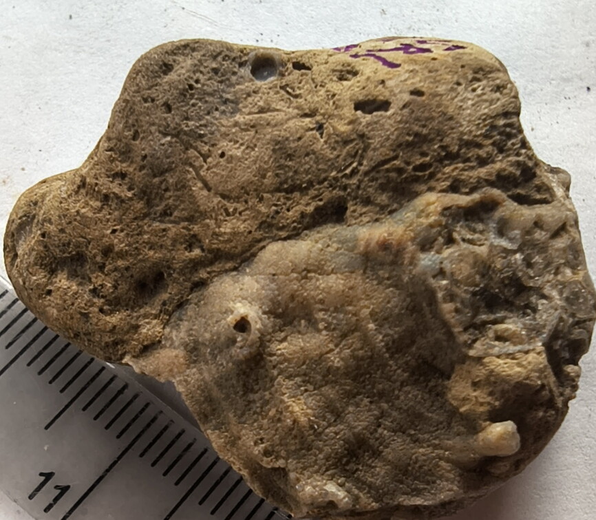 SRL190 Favosites with Attached Base