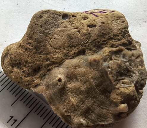 SRL190 Favosites with Attached Base