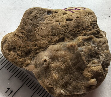 SRL190 Favosites with Attached Base