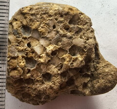 SRL190 Favosites with Attached Base