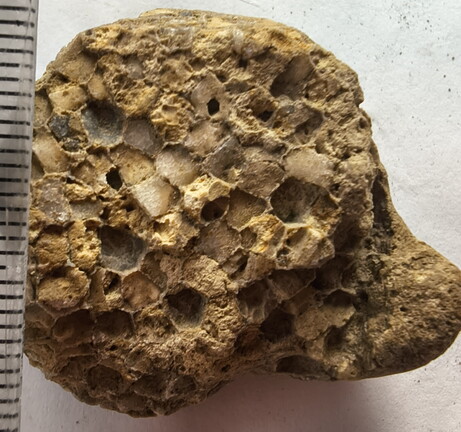 SRL190 Favosites with Attached Base