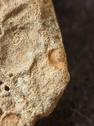 SRL197 Crinoid and Brachiopod Imprint 