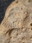 SRL197 Crinoid and Brachiopod Imprint 
