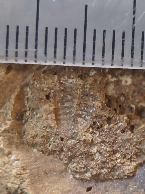 SRL75 Trilobites, Crinoids, Bryozoa