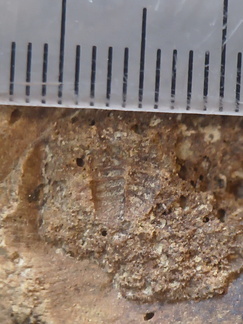 SRL75 Trilobites, Crinoids, Bryozoa