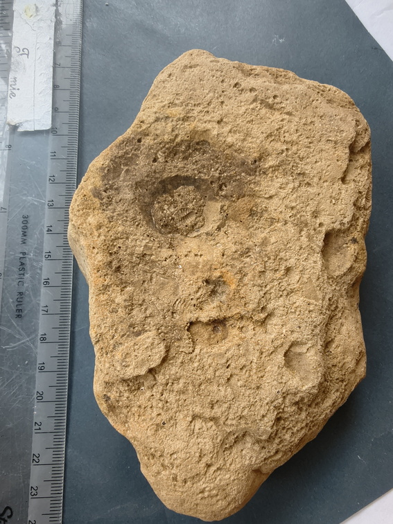 SRL75 Trilobites, Crinoids, Bryozoa