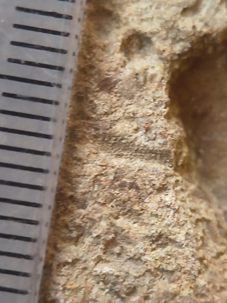 SRL75 Trilobites, Crinoids, Bryozoa