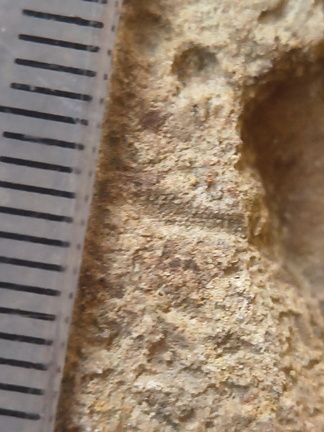 SRL75 Trilobites, Crinoids, Bryozoa