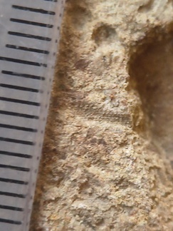 SRL75 Trilobites, Crinoids, Bryozoa