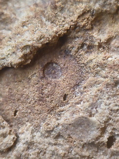 SRL75 Trilobites, Crinoids, Bryozoa