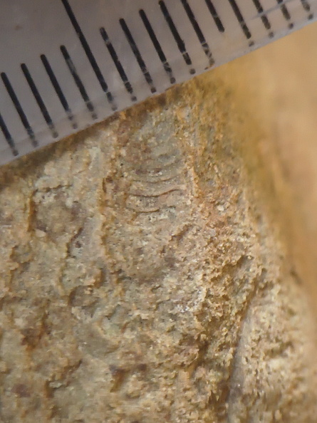 SRL75 Trilobites, Crinoids, Bryozoa