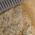 SRL75 Trilobites, Crinoids, Bryozoa