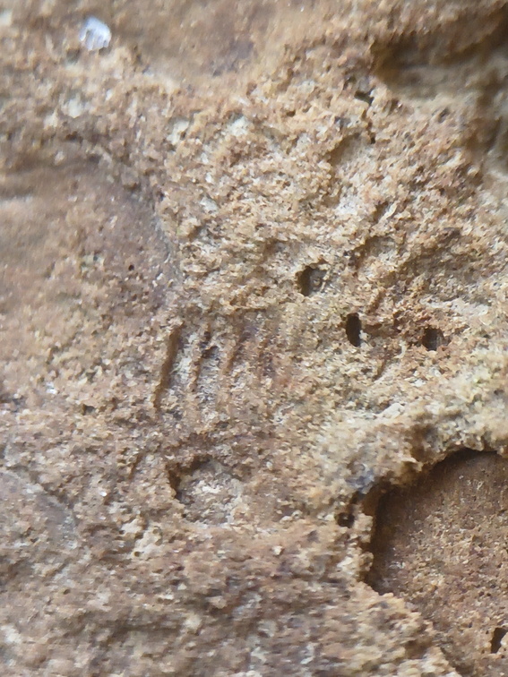 SRL75 Trilobites, Crinoids, Bryozoa
