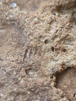 SRL75 Trilobites, Crinoids, Bryozoa