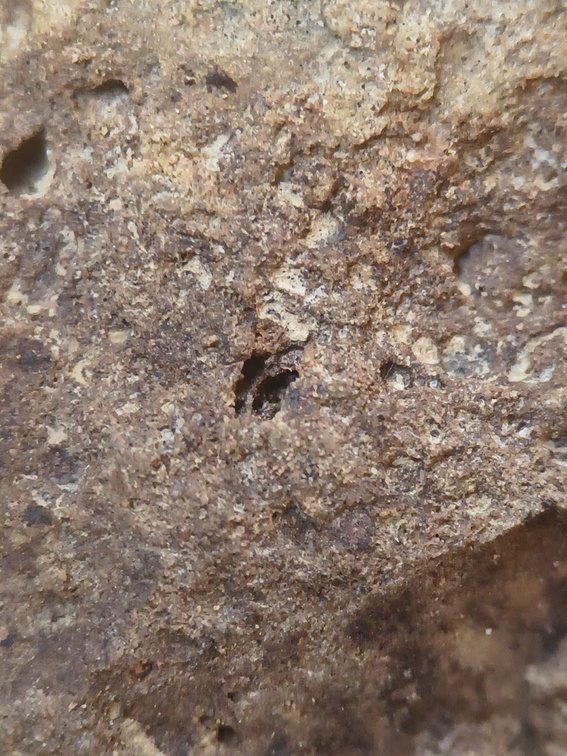 SRL75 Trilobites, Crinoids, Bryozoa