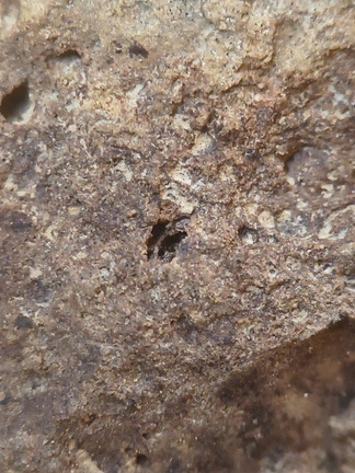 SRL75 Trilobites, Crinoids, Bryozoa