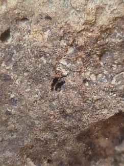 SRL75 Trilobites, Crinoids, Bryozoa