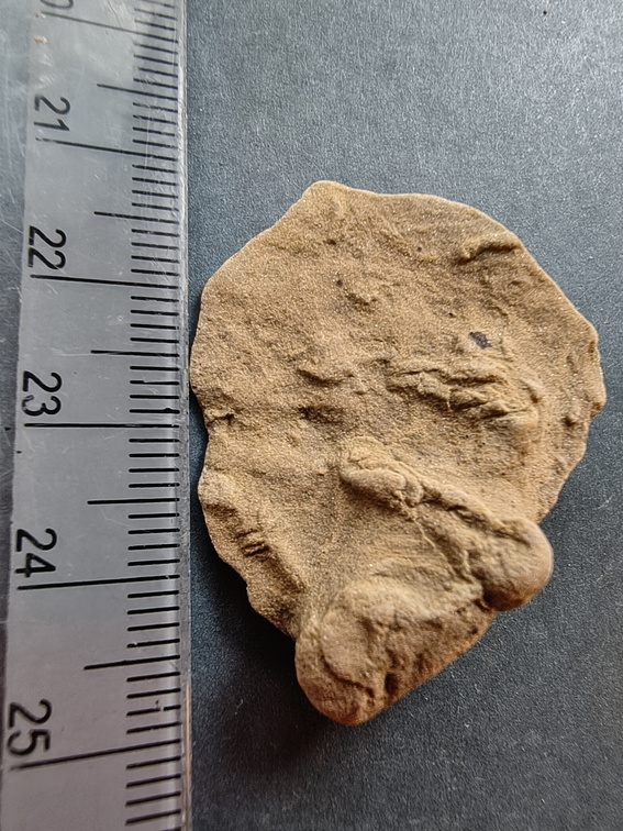 SRL118 Protovirgularia and Ichnofossils 