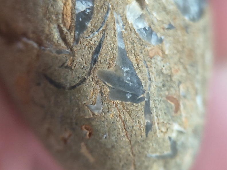 SRL70 Spirifid Brachiopod Packstone