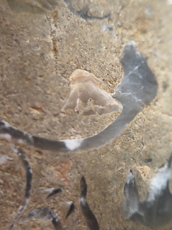 SRL70 Spirifid Brachiopod Packstone