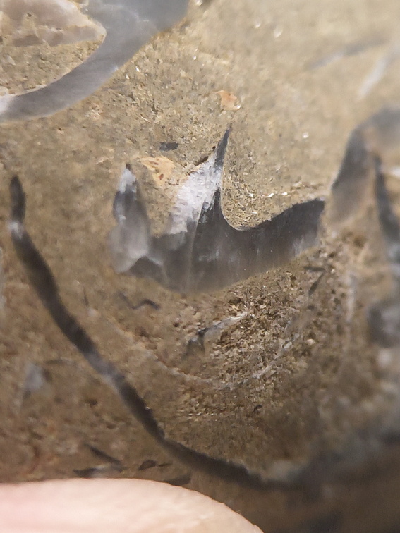 SRL70 Spirifid Brachiopod Packstone