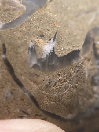 SRL70 Spirifid Brachiopod Packstone