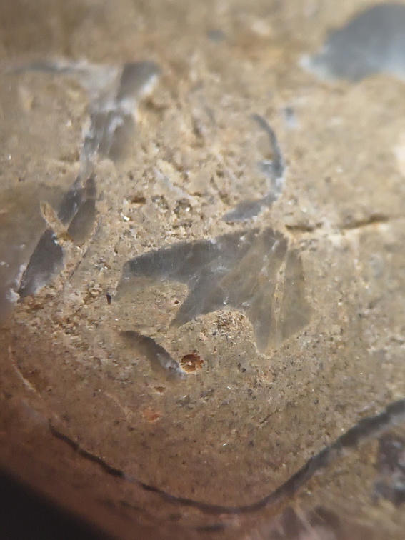 SRL70 Spirifid Brachiopod Packstone