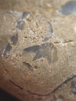 SRL70 Spirifid Brachiopod Packstone