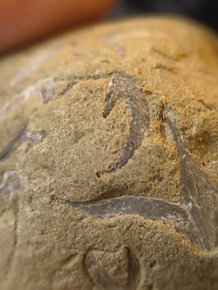 SRL70 Spirifid Brachiopod Packstone