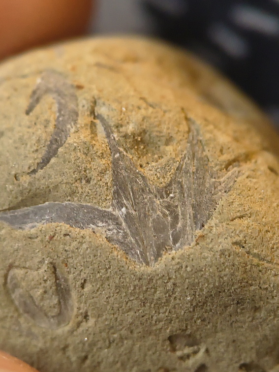 SRL70 Spirifid Brachiopod Packstone