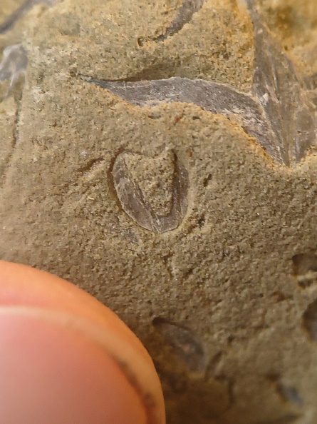 SRL70 Spirifid Brachiopod Packstone