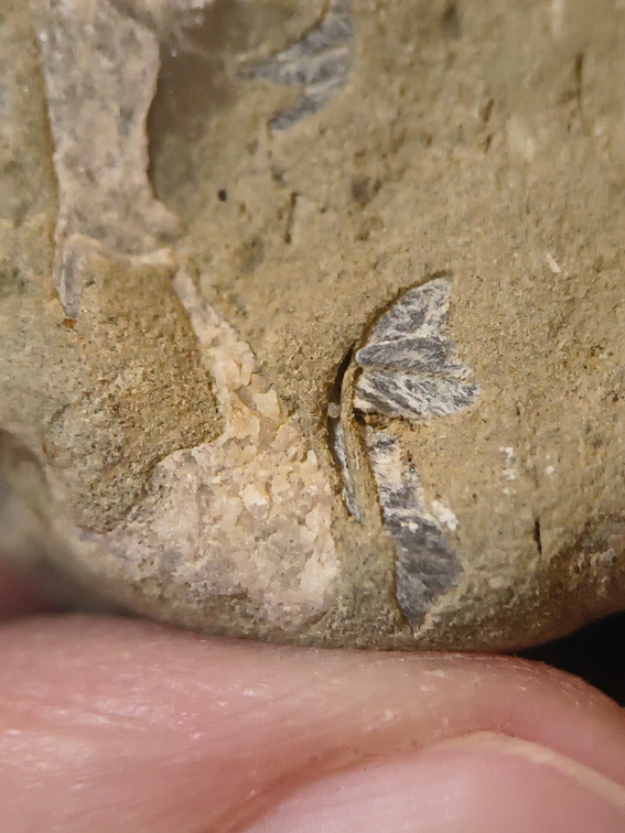 SRL70 Spirifid Brachiopod Packstone