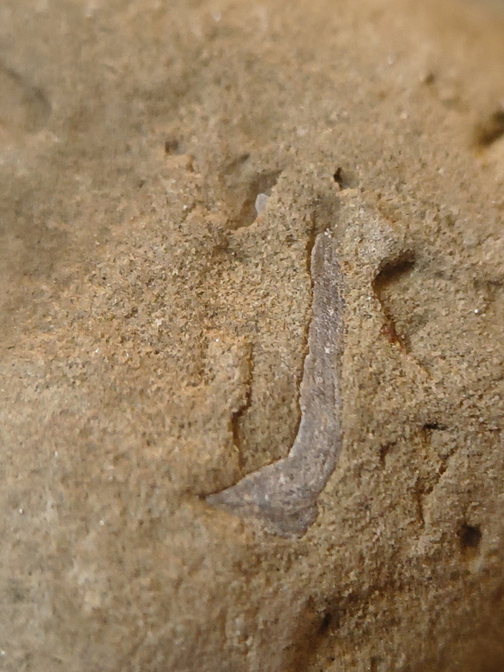 SRL70 Spirifid Brachiopod Packstone