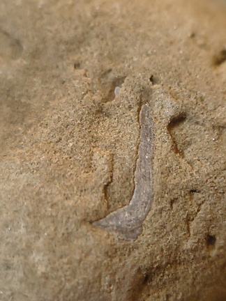 SRL70 Spirifid Brachiopod Packstone