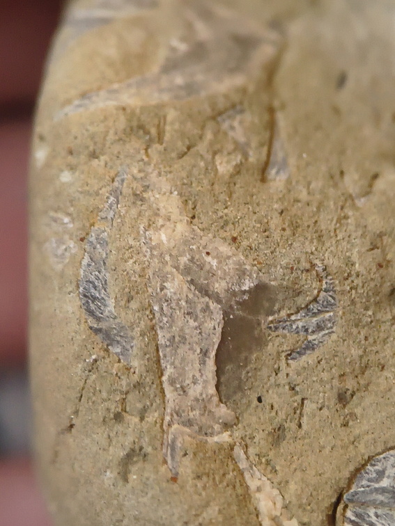 SRL70 Spirifid Brachiopod Packstone