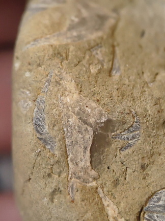 SRL70 Spirifid Brachiopod Packstone