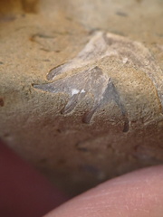 SRL70 Spirifid Brachiopod Packstone