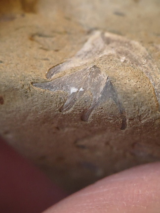 SRL70 Spirifid Brachiopod Packstone