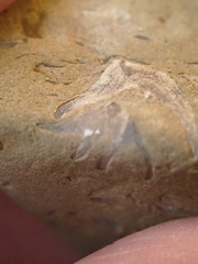 SRL70 Spirifid Brachiopod Packstone