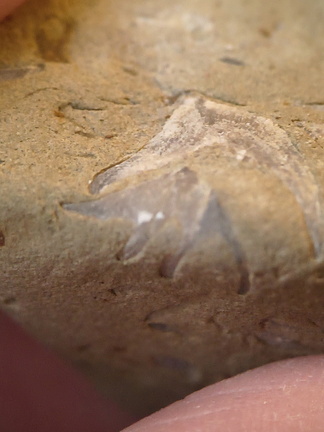 SRL70 Spirifid Brachiopod Packstone