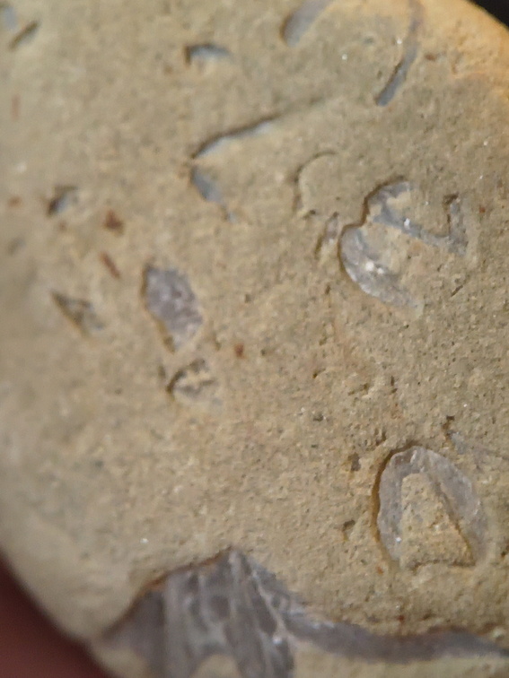 SRL70 Spirifid Brachiopod Packstone