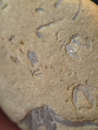 SRL70 Spirifid Brachiopod Packstone