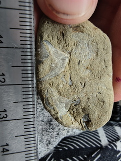 SRL70 Spirifid Brachiopod Packstone