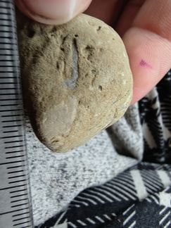 SRL70 Spirifid Brachiopod Packstone