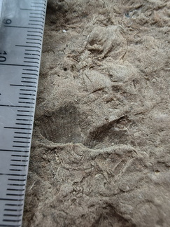 SRL73 Spiriferid Brachiopod Impression and Ichnofossils 