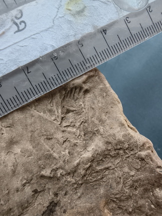 SRL73 Spiriferid Brachiopod Impression and Ichnofossils 